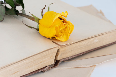 A close up image of a single dried yellow rose resting on the blank pages of an open vintage book.の写真素材