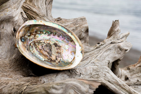 A close up image of an empty abalone sea shell resting on a an old weathered piece of driftwood with an ocean background.の写真素材