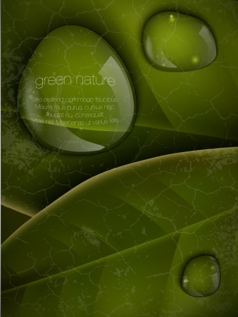 dew drops on green leavesのイラスト素材