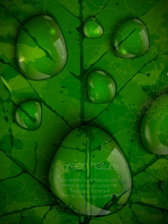 dew drops on green leavesのイラスト素材
