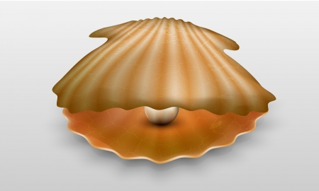  pearl in shellのイラスト素材