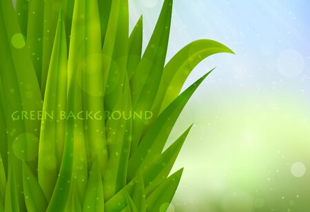background of green grass, summer backgroundのイラスト素材