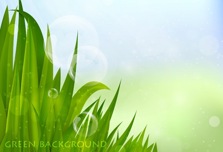 background of green grass, summer backgroundのイラスト素材
