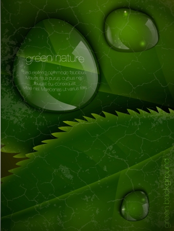 dew drops on green leavesのイラスト素材