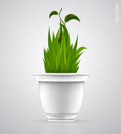 green sprout, flower, herb in the pot, porcelain potのイラスト素材