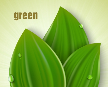 three green leaf with drops of dew and sunlightのイラスト素材