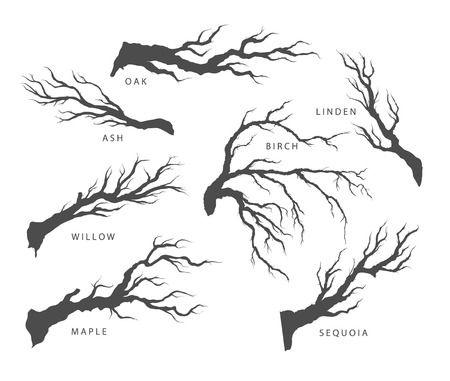 set of dried branches of trees with their namesのイラスト素材