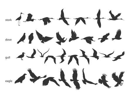set of silhouettes of birds in motion on a white background. Vector illustrationのイラスト素材