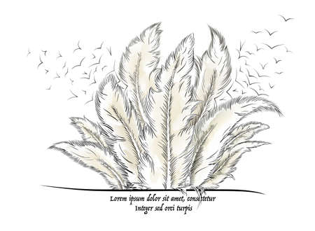 feathers with textのイラスト素材