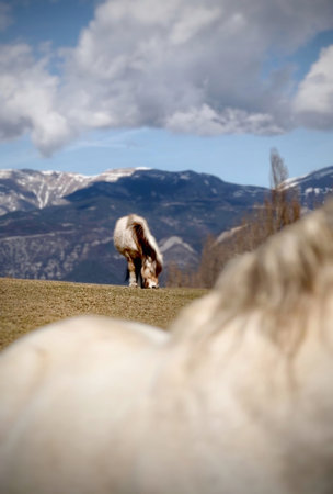 white wild horse in the mountainsの写真素材