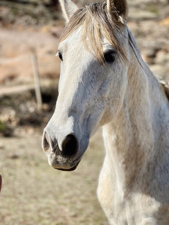 white wild horse in the mountainsの写真素材