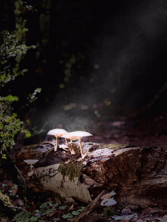 beam of light on mushrooms in the forestの写真素材