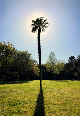 lonely palm tree in a clearing with the rays of the sunの写真素材