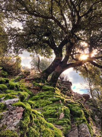 big old tree with sun rays in the mountainsの写真素材