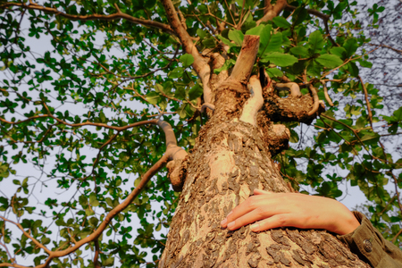 Hug a big tree, concept nature and people. symbolizing the connection between humans and nature.の写真素材