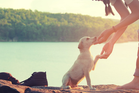 A girl and her dog enjoying travel in nature background  the sunset, color of vintage tone and soft focusの写真素材