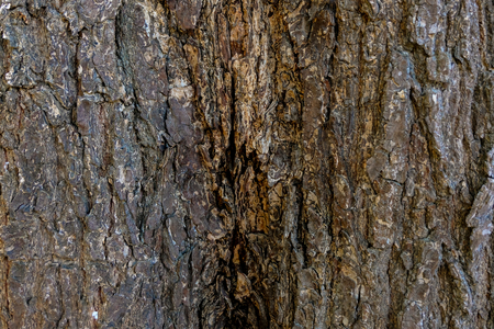 Wood texture backgroundの写真素材