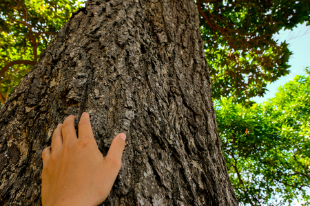 Hug big tree, concept nature and people.の写真素材