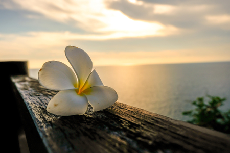 A white Plumeria on left side of wood with sea horizon with rocky shore cliffs and sunset background.の写真素材