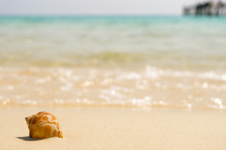 Sea shells and soft wave on the sandy beach, Summer concept with sandy beach.の写真素材