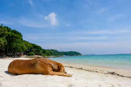 Dog at the beach ocean shore, on summer vacation holidays. Under the bright sun.の写真素材