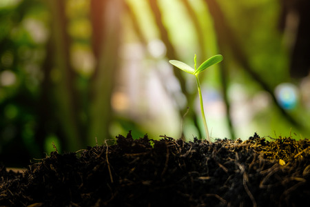 Seedlings are growing from fertile soil with morning sun is shining, As the hands of men are watering - concept of global warming.の写真素材
