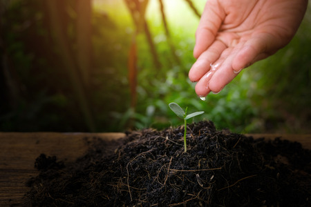 Seedlings are growing from fertile soil with morning sun is shining - concept of global warming.の写真素材