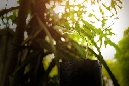 Seedlings are growing from fertile soil with morning sun is shining, As the hands of men are watering - concept of global warming.の写真素材