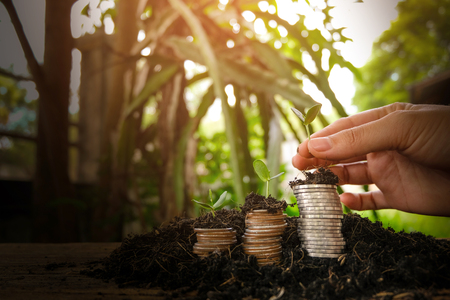 Money growth in soil . While seedlings are growing on pile of coins. Concept finance investment.の写真素材