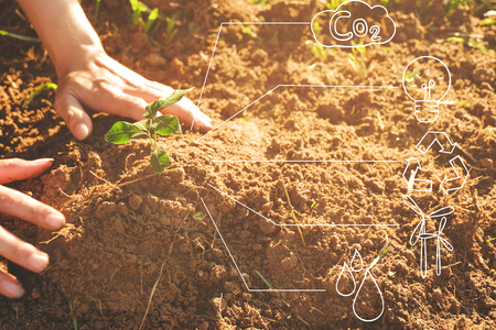 Seedling growing from fertile soil was gently encircled with hands, Concept of environmental...