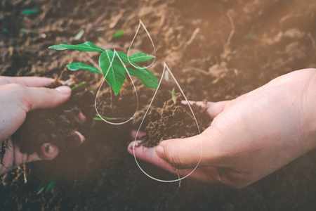 Seedling growing from fertile soil was gently encircled with hands, Concept of environmental conservation and protection of our world sustainable.の写真素材