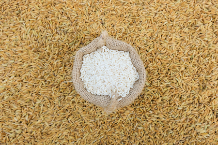 Rice seeds in a bag on paddy Backgroundの写真素材