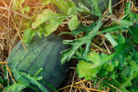 Ripe watermelons growing in the garden, harvesting.の写真素材