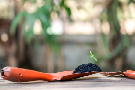 Planting seedling green plant with gardening tools, shovel and rake - agriculture conceptの写真素材