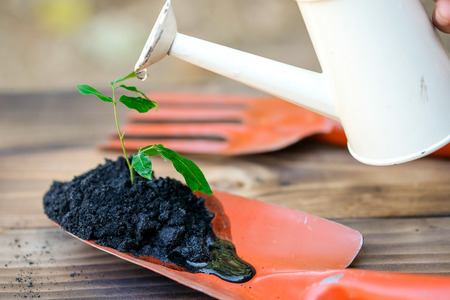 Planting seedling green plant with gardening tools, shovel and rake - agriculture conceptの写真素材