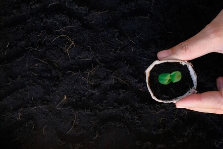 Growing young plant in Female Hands. Care of the Environment - Ecological friendly and sustainable conceptの写真素材