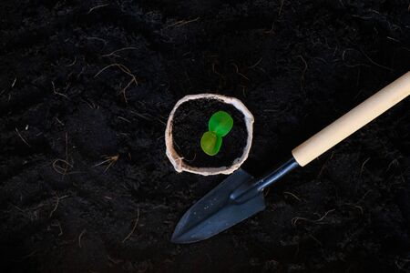 Growing young plant. Care of the Environment - Ecological friendly and sustainable conceptの写真素材