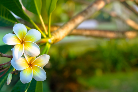 Plumeria flowers are white and yellow blooming on the trees in the afternoon.の写真素材