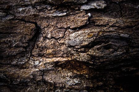 old bark cut tree trunk wood texture, close-up background pattern