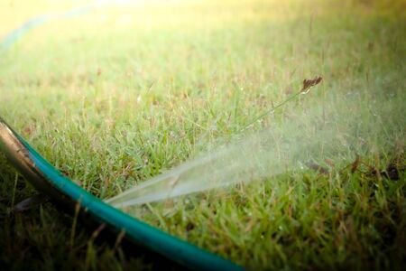 The flowers on a beautiful green and yellow tone color, Blurred gentle sunlight without the sky background. Floral in frorest , free space for text. Romantic soft gentle artistic from nature image.の写真素材