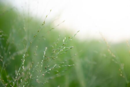 The flowers on a beautiful green and yellow tone color, Blurred gentle sunlight without the sky background. Floral in frorest , free space for text. Romantic soft gentle artistic from nature image.の写真素材