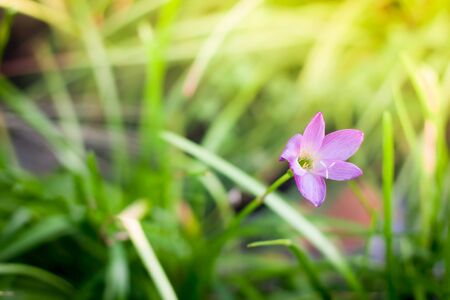 The flowers on a beautiful green and yellow tone color, Blurred gentle sunlight without the sky background. Floral in frorest , free space for text. Romantic soft gentle artistic from nature image.の写真素材