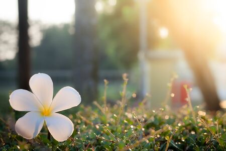 The flowers on a beautiful green and yellow tone color, Blurred gentle sunlight without the sky background. Floral in frorest , free space for text. Romantic soft gentle artistic from nature image.の写真素材