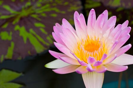 Pink water blossomの写真素材