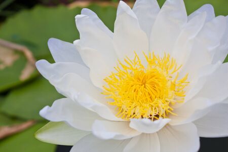 White water lilyの写真素材