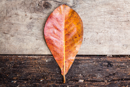 Leaf and two tone backgroundの写真素材