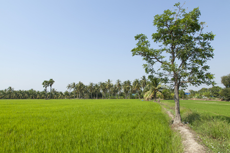 Fresh air in rice plantの写真素材