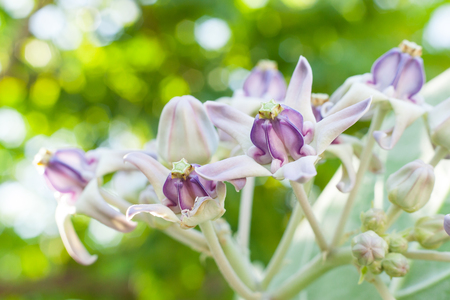Crown flower with beautiful light backgroundの写真素材