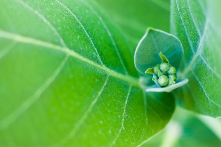 Flower buds and green leave in flower gardenの写真素材