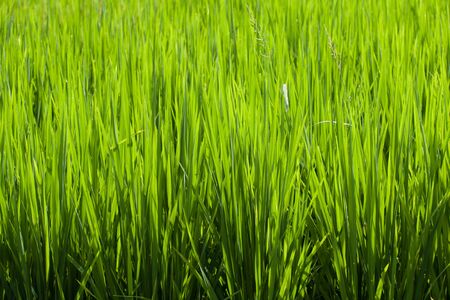 Group of green rice leavesの写真素材